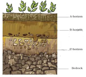 NCERT Solutions for Class 7 Science chapter : Soil(Deleted Chapter)