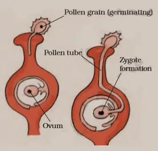 fertilisation zygote formation