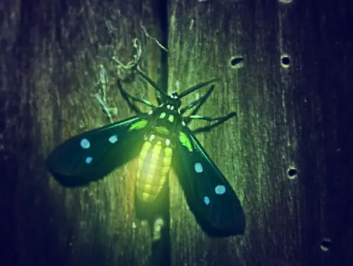 Cold source of light: firefly