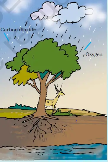 NCERT Solutions for Class 7 Science Chapter 17: Forests Our Lifeline