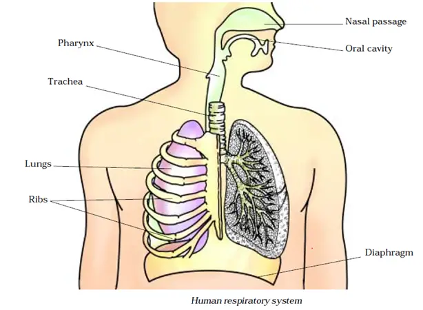 Respiratory system in Human beings