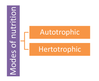 modes of nutrition