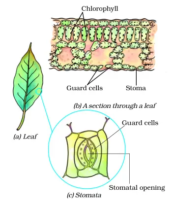 chlorophyll in plants diagram