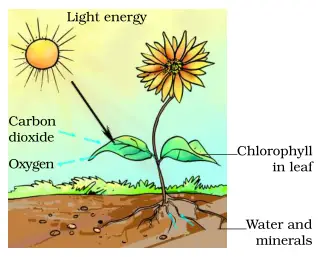 Make A Chart On Photosynthesis