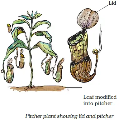 Nutrition In Plants Or Nutrients In Plants For Class 7 Cbse Science