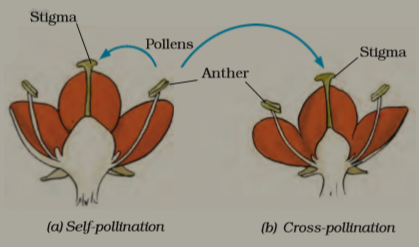 pollination in flower