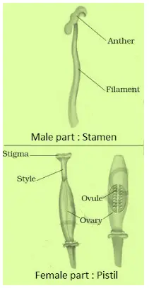 NCERT Solutions for Class 7 Science Chapter 8  Reproduction in Plants