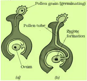 NCERT Solutions for Class 7 Science Chapter 12  Reproduction in Plants