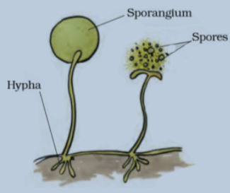 reproduction through spore formation in fungus class 7