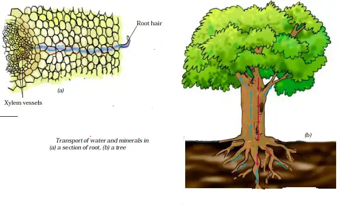 Transportation in Animals and Plants Notes for Class 7 Science