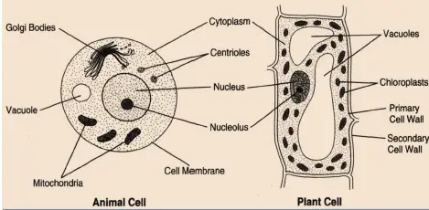 Cell - Structure and Functions Chapter 8 Science  Class 8 NCERT solutions