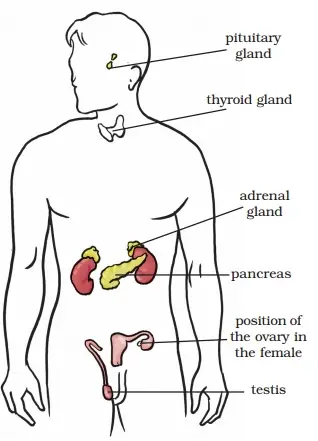 Position of various glands in Human Body
