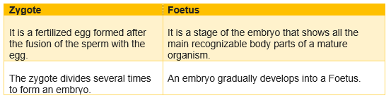 zygote vs  foetus