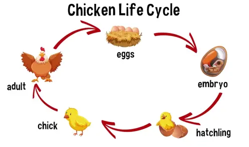 life cycle of a hen